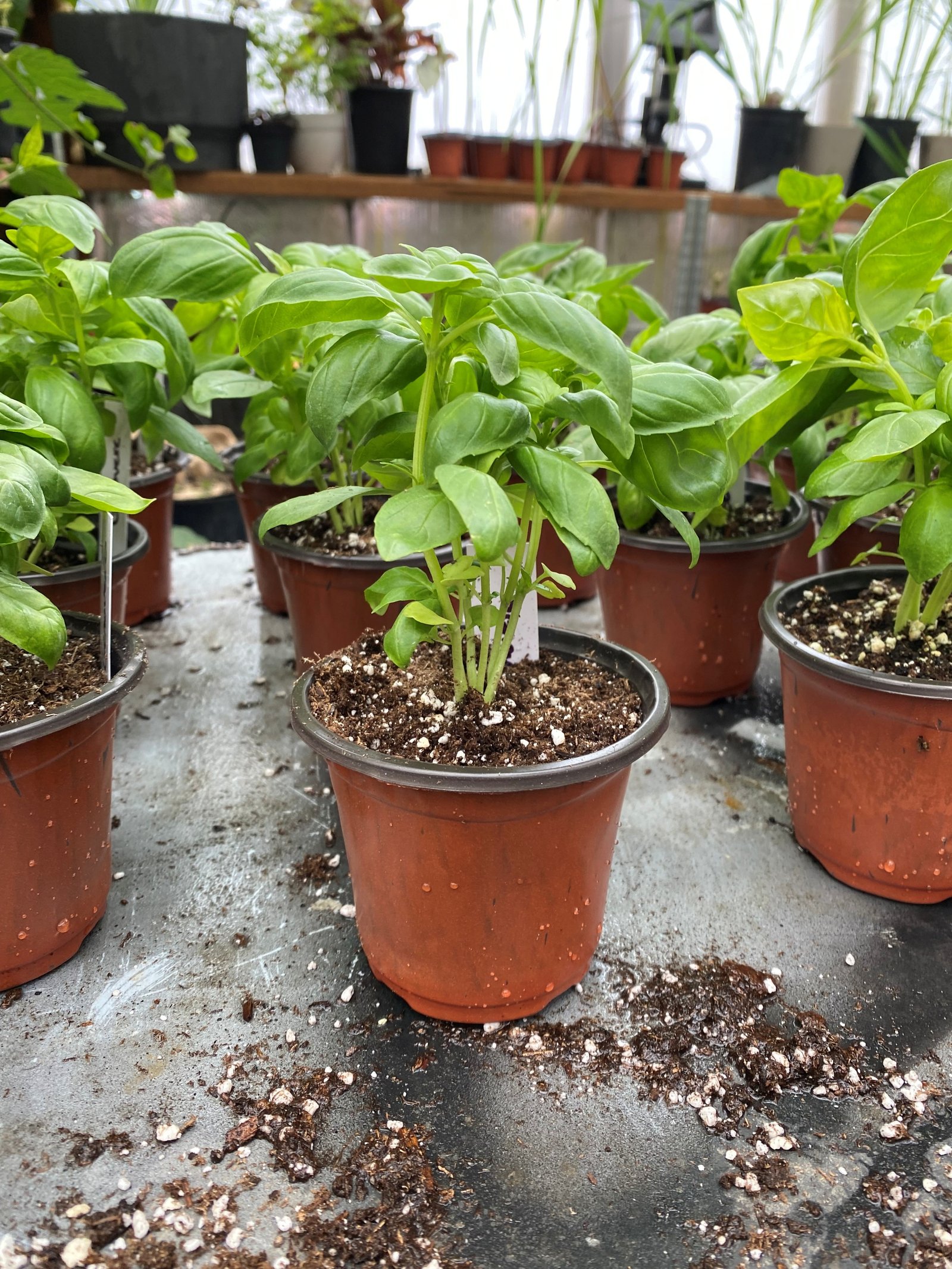 A healthy basil start in a small pot