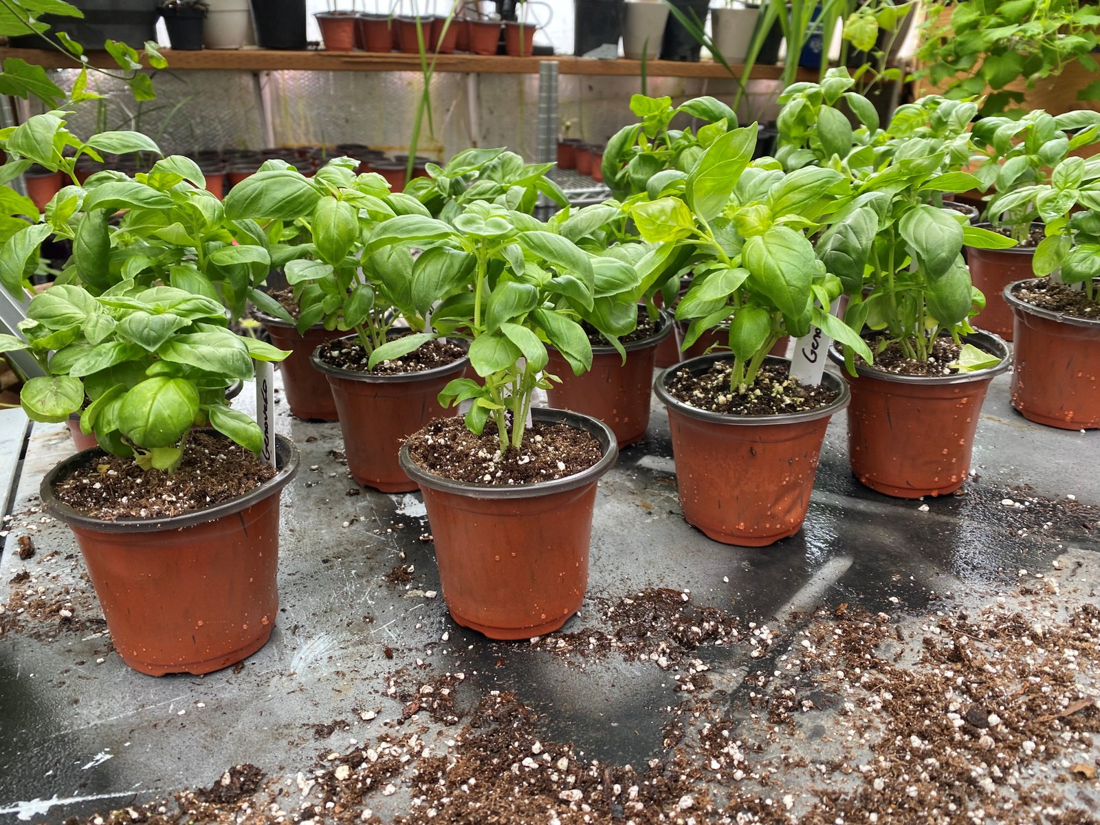 Basil plants growing in individual pots