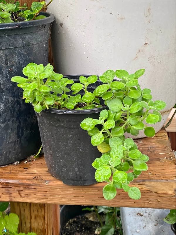 Cuban oregano in a three inch pot